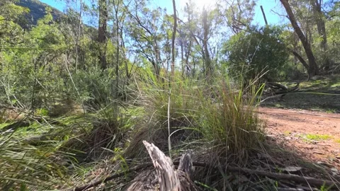 Low Angle View of Fallen Log and Dirt Road in Eucalyptus Forest Stock Footage 345457313