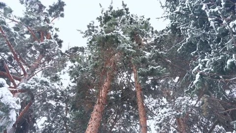 Low angle view of falling snow in winter forest Stock Footage 160360291