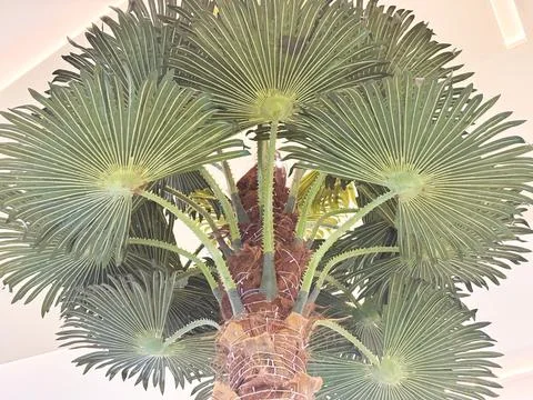 Low Angle View of Fan Palm Tree with Fibrous Trunk Green Fronds  Modern Interior Stock Photos
