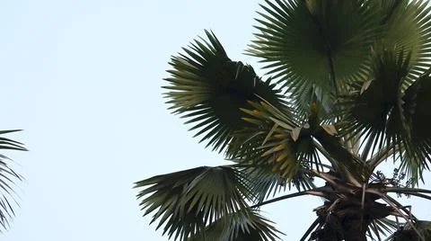 Low Angle View of Fan Palm Tree Leaves Against Bright Sky Stock Photos