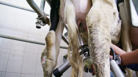 Low angle view of farmer attaching automated milking machine to cow udder in Stock Footage 341181513