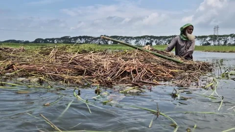 Low Angle View Of Farmer Towing Floating Jute Retting Stack In Water Stock Footage 340301642