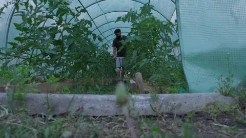 Low Angle View Of Farmer Trea ating Tomato Plants In Greenhouse Video stock 341767104