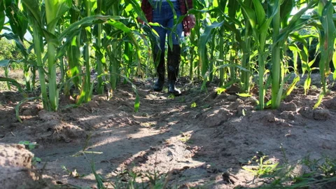 Low angle view of a farmer's feet in rubber boots walking along maize crop. Vidéo 170433429
