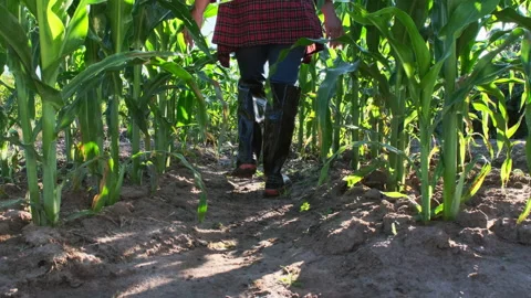 Low angle view of a farmer's feet in rubber boots walking along maize crop. Vídeo Stock 170433435