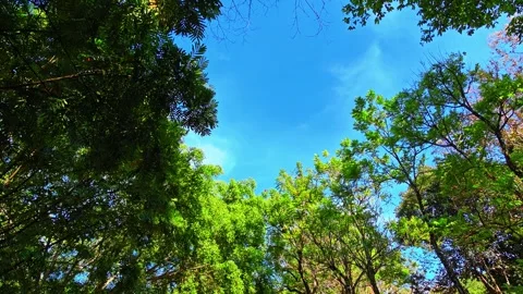 A low-angle view featuring tall green trees and dense foliage. 4K Vídeo Stock 340077873