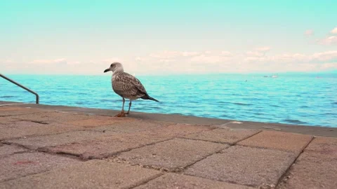 Low angle view of feeding seagulls with chips Stock Footage 225285785