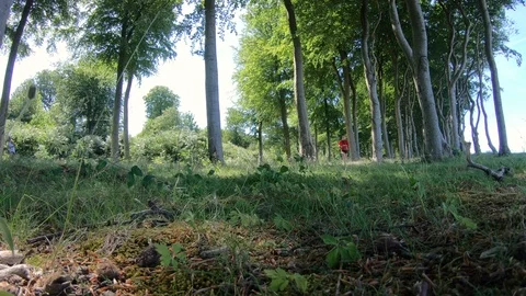 Low angle view of female runner exercising the woods Stock Footage 98138964