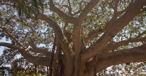 Low angle view of Ficus Macrophylla, beautiful tree on a sunny day, Sicily, 4k Stock Footage 332716869
