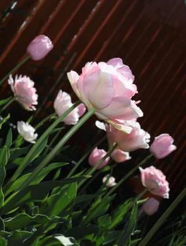 Low angle view of a field with beautiful  tulips Stock Photos