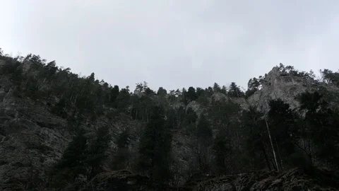 Low angle view of fir trees and cliffs Stock Footage 88032986