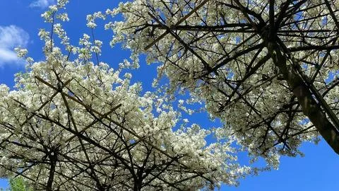 Low angle view of flat-topped espaliered blooming white trees on bamboo fra.. Stock Photos