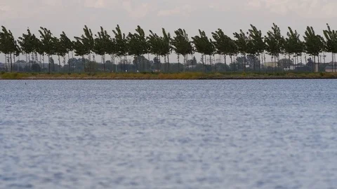 Low angle view of flooded paddies and poplar trees Video stock 89160107
