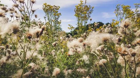 Low angle view into the flower field during late summer. Stock Photos
