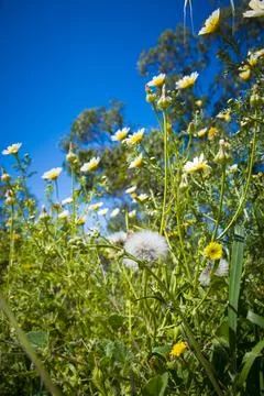 Low angle view of a flower field with dandelion seed head in the foreground. Stock Photos