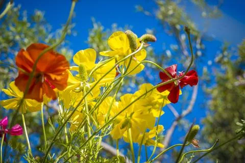 Low angle view of flower field with yellow and red flowers against blue sky Stock-Fotos