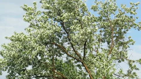 Low Angle View Of Flower Tree Against Blue Sky Video stock 220068656