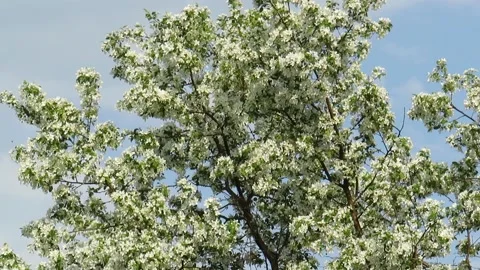 Low Angle View Of Flower Tree Against Blue Sky Stock Footage 220068684