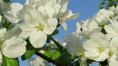 Low Angle View Of Flower Tree Against Blue Sky Stock Footage 237709716