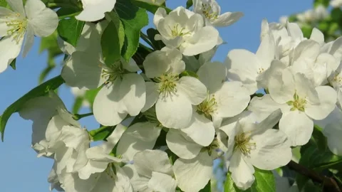 Low Angle View Of Flower Tree Against Blue Sky Stock Footage 237709730