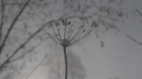 Low angle view of flower without petals Stock Footage 104527051