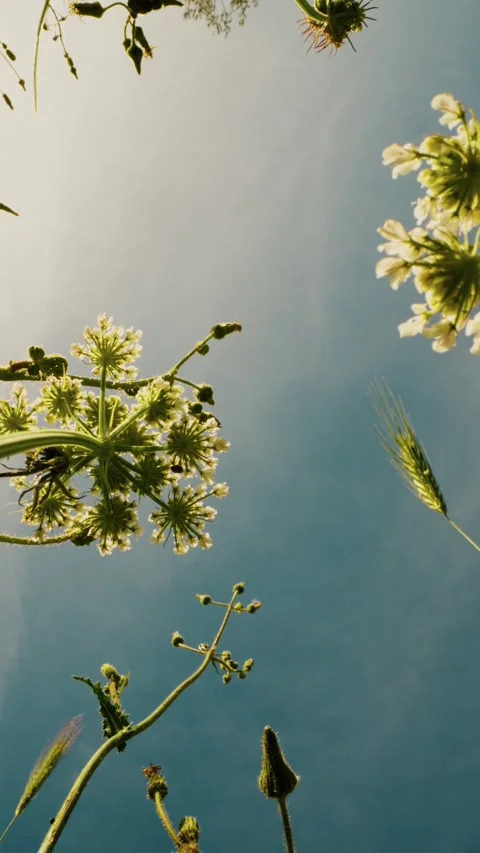 Low angle view of flowers and blue sky Stock Footage 336194717