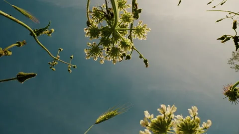 Low angle view of flowers and blue sky Stock Footage 336497698