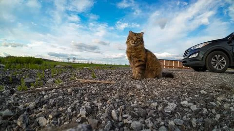 Low angle view of a fluffy tabby cat sitting by a black SUV Foto stock