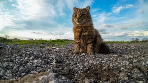 Low angle view of a fluffy tabby cat sitting on a gravel driveway Foto stock