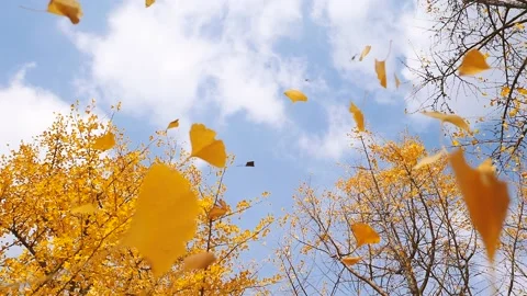 Low angle view of flying golden ginkgo biloba leaves Stock Footage 144986322