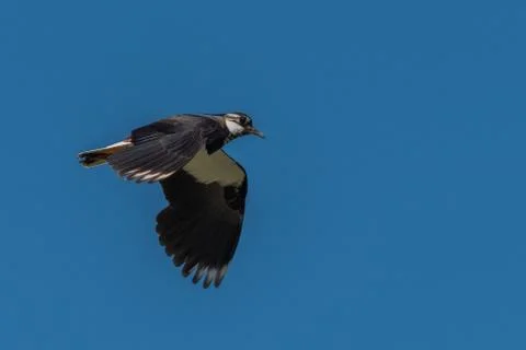 Low angle view of flying pewit in blue sky Stock Photos