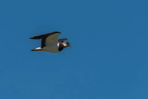 Low angle view of flying pewit in blue sky Stock-Fotos