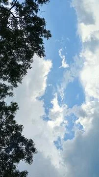 Low Angle View of Foliage and Cloudy Sky Stock Photos