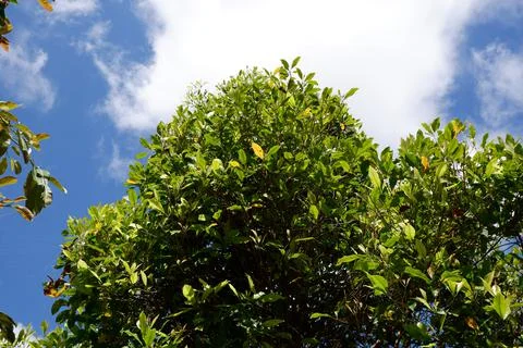 Low angle view of foliage in plantations Stock Photos