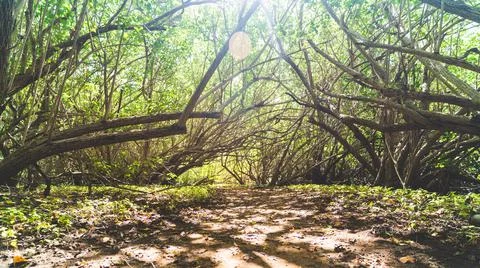Low angle view of foot path in mangrove forest with lens flare 写真素材
