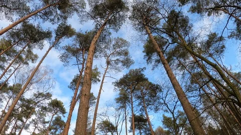 Low angle view Stock Footage 122262601