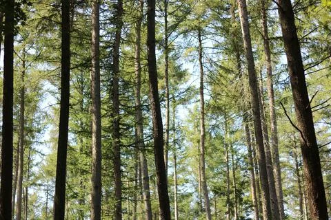 Low angle view of forest from below showing green leafy canopy Stock Photos
