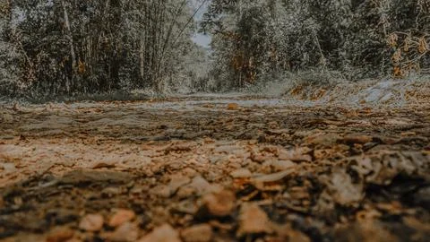 Low Angle View of Forest Dirt Path Stock Photos