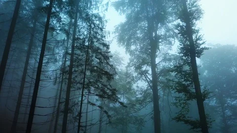 Low angle view of forest during foggy weather Stock Footage 120430218