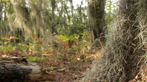 Low angle view of a forest floor with trees and dancing light Stock Footage 46815383