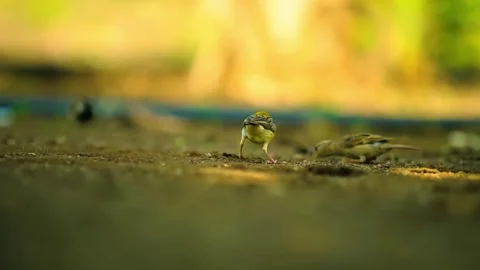 A low-angle view of forest floor with soft sunlight. Video stock 292821854