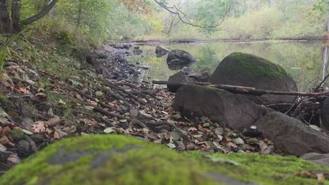 Low Angle View From Forest Floor Looking Toward Calm Scenic River Stock Footage 348154746