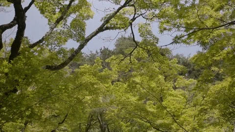 Low angle view of forest Stock Footage 94503701