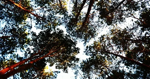 Low angle view forest green tree nature from below high tall tree background wil Video stock 150771599