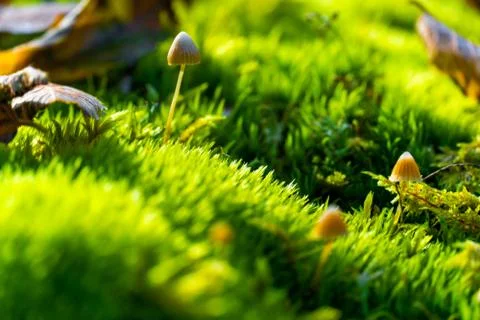 Low angle view of forest mushrooms and green moss Stock Photos