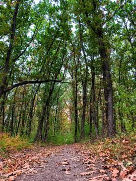 Low angle view on forest path in the woods Stock Photos