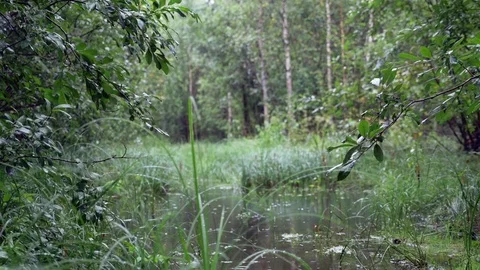 Low angle view of forest swamp. Gloomy autumn weather Stock Footage 92510426
