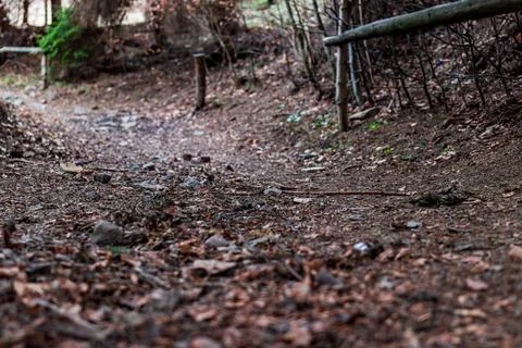 Low Angle View of Forest Trail Covered with Leaves and Small Stones in Woodland Stock Photos