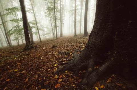 Low angle view of forest with tree roots and leaves on the ground in autumn Stock Photos