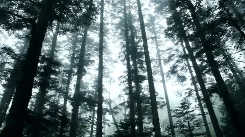 Low angle view of forest trees. ( 12 seconds) Stock Footage 27339377